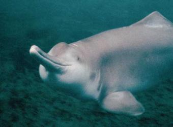 Sin noticias del delfín 'baiji'