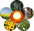 Bioenergía y seguridad alimentaria